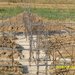 Tartasesti, casa p+1 la rosu de vanzare,